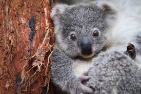 imagen de un koala